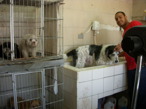 起業して日の浅いペットのカットと入浴専門店で、自分の順番が来るのを待つ犬たち