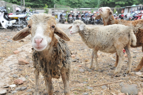 自宅近くにある駐輪場で育てられているヤギたち