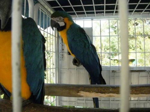 鳥かごで飼われているシッチオ(農園)のオウム