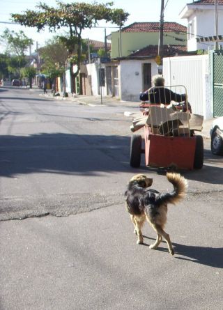 放し飼いで散歩するペットや野良犬も少なくありません