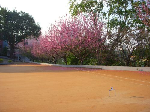 ７月初めからサンパウロ市内のゲートボール場で満開を迎えた沖縄桜