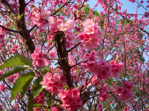 ７月初めからサンパウロ市内のゲートボール場で満開を迎えた沖縄桜