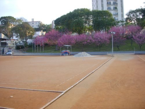 ７月初めからサンパウロ市内のゲートボール場で満開を迎えた沖縄桜