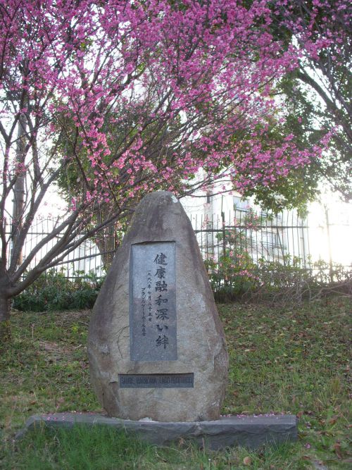 ７月初めからサンパウロ市内のゲートボール場にある石碑と沖縄桜