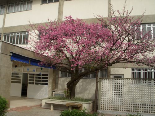 サン・ベルナルド・ド・カンポ市の日系人が創設したアルモニア学園の庭先で満開を迎えた沖縄桜