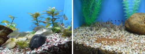 長江の稀少な魚たち。左：トンキントゲタナゴ、右：臙脂魚