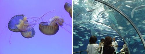 幻想的なクラゲの世界と、海底観光トンネル