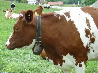 よく響くカウベルがそれぞれのウシたちについています