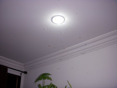 8月下旬の暖かな日の夕方、家屋に襲来するクッピン