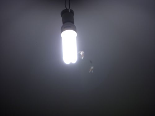 電球の周りを飛び交うクッピン