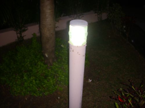 庭先の電気の周りを飛び交うクッピン