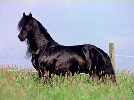 オランダでも最も古い馬種とされている