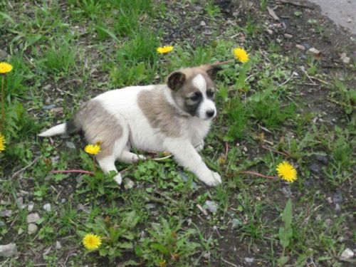 人懐こい子犬(野良)