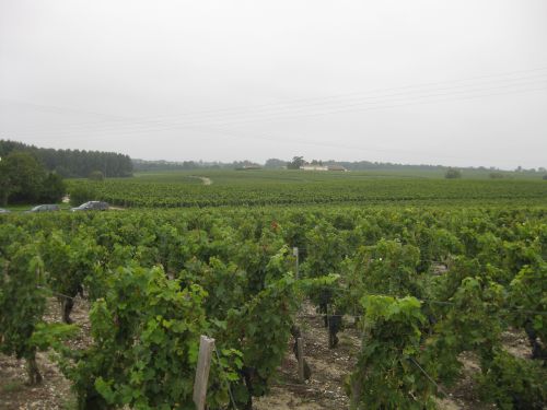広大な葡萄畑