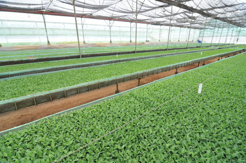 整備が行き届いたハウス。設備のほとんどは現地で調達しました