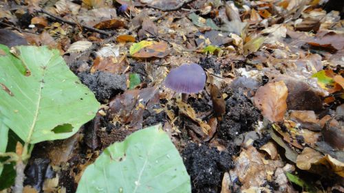 これが食べても大丈夫な紫きのこ