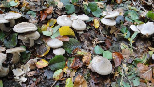 これも食べられず。