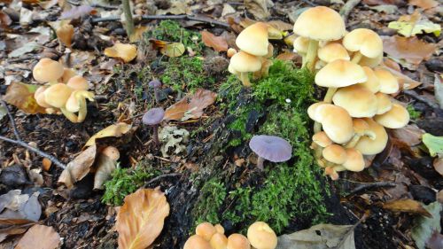 真ん中の紫以外は美味しそうでも食べられません。