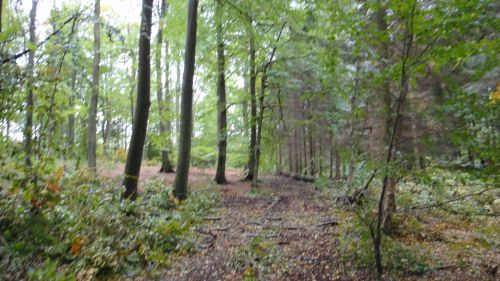 森と林の中間のような場所です。