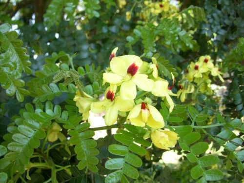 パウ・ブラジルの花。葉は軸に交互に付くのが特徴。