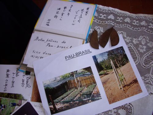 パウ・ブラジルを詠んだ俳句と、2000年に大浦文雄さんの家で取れたパウ・ブラジルの種から苗木が作られた時の写真と植樹された写真。