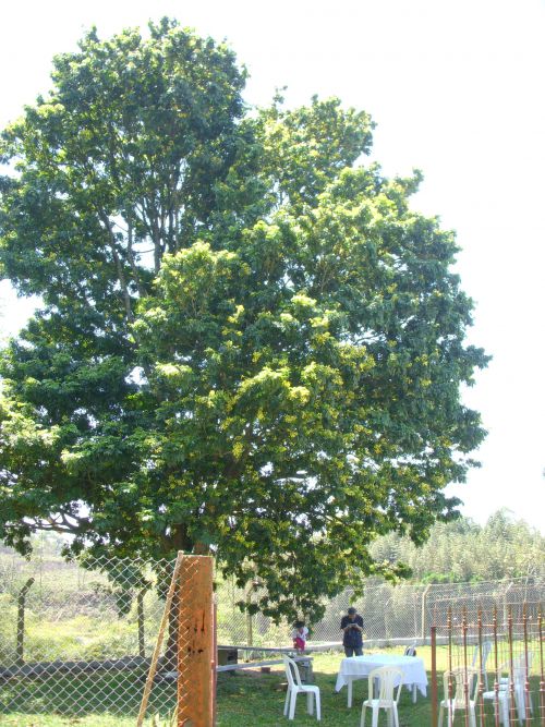 10月にサンパウロ市近郊の私邸の農園で満開となったパウ・ブラジル(61年前に植樹)