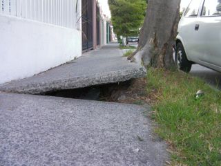 近づいてみました。ぱっくり。