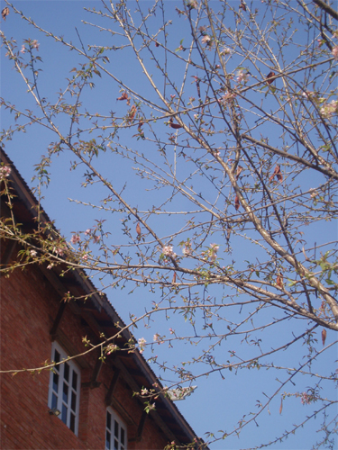 すべて11月23日（金）に撮影しています。近場でも木によって開花状態がまちまち。