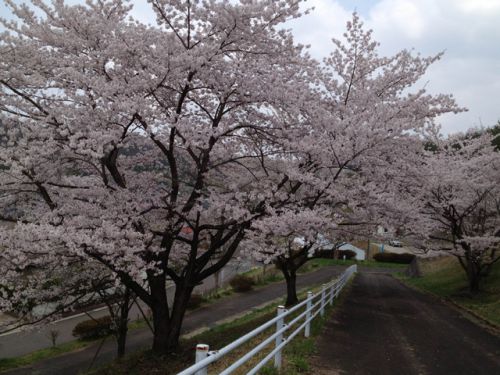 満開の桜でも外を歩く人は少なかった