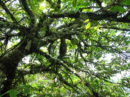 木にたんこぶのようについているアリノトリデ