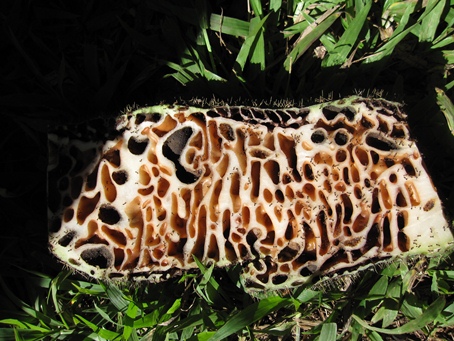 中を割ってみると・・・