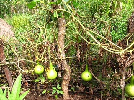 栽培されているヒョウタン