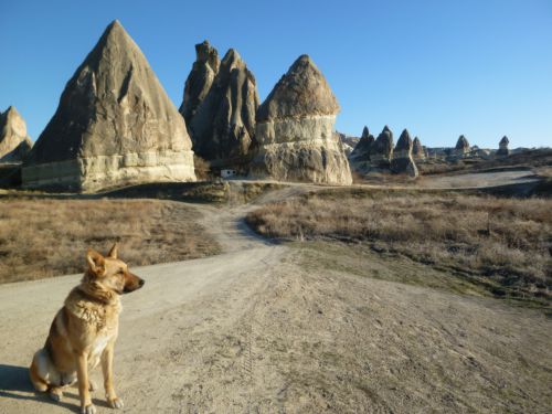 ここからの風景はワンだふる