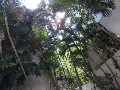 このヤシの木の向こうがお隣さんの家