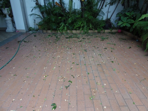 外から帰ってきたら…あれ？なに、この大量の葉は？