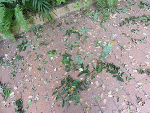 葉だけならまだしも、枝も降り注いできたから堪りません