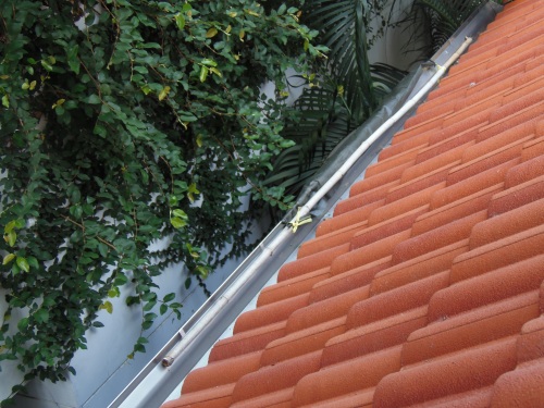 放ってひっかけた竹の棒。その横が問題の葉の一部