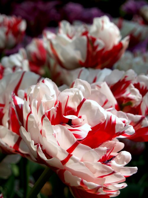 日本ではみかけない珍しい品種もたくさん　写真はチューリップ