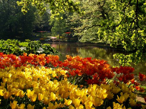 公園内の水辺も自然でいいです