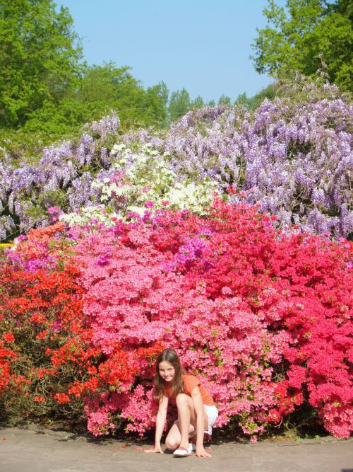 花の株が大きくて見事