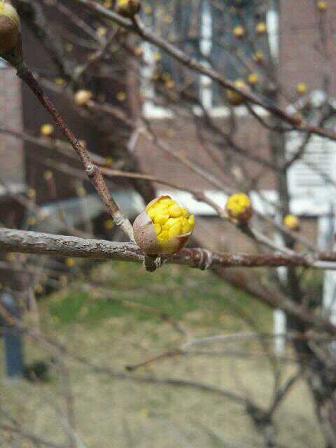 ３月２６日、美しいつぼみが膨らみ始めています