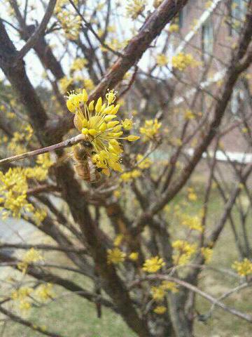 ３月２９日お昼頃、チラホラと咲き始めています