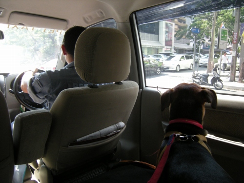 トンローの専用送迎車。ケージごと載せることも出来ます