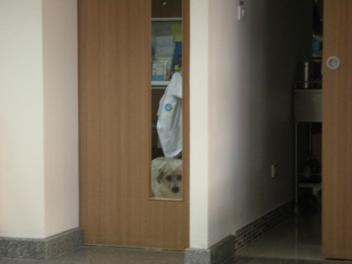 「た、たじげてー」と言っているのかどうかわかりませんが…