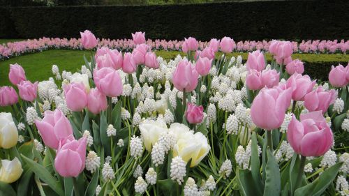 屋外のかわいいピンクのチューリップ