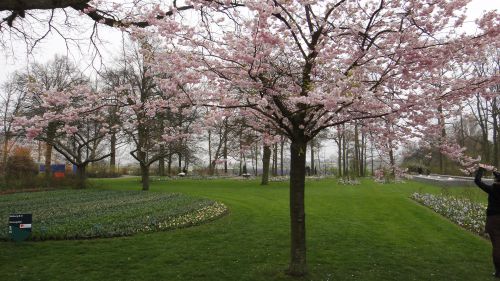 庭には桜の木もありますが、枝の出方が日本とはちょっと違います。