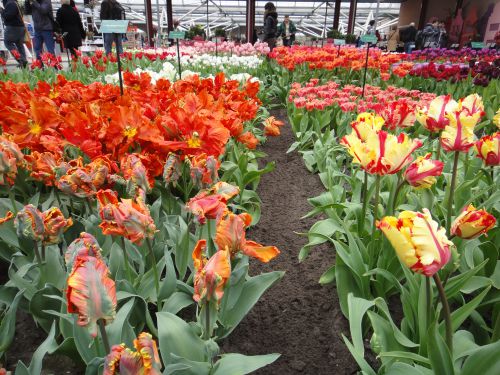 左は葉っぱの色の花びら　右はまだら色