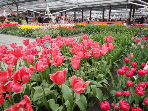 室内にたくさんの種類のチューリップが咲いています。