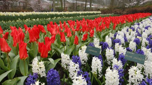 屋外にきれいに並んだ花畑