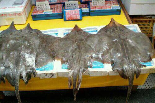 ホンオ（エイの一種）